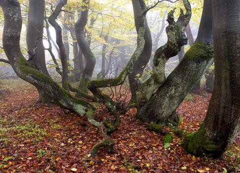 Rýchory forest