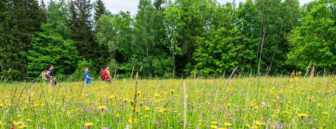 Blühende Wiese in Mladé Buky