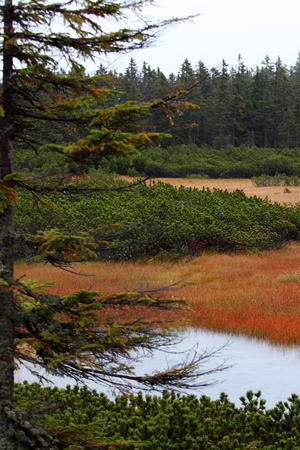 Cernohorske Peat Bogs