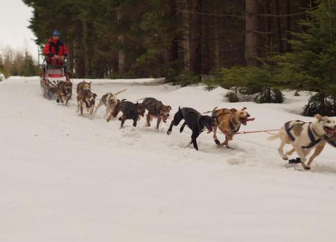 Mushing in the Krkonose