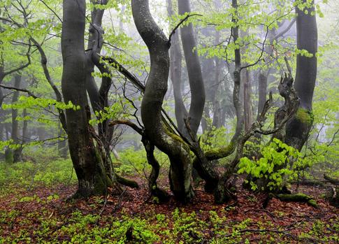 Dvorsky (Rychorsky) Forest