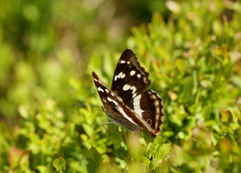 Krkonošská fauna