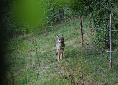 Fauna des Riesengebirges