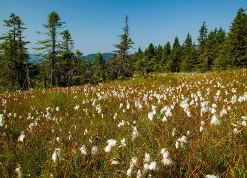 The Flora of the Krkonose