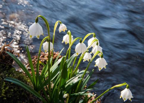 The Flora of the Krkonose