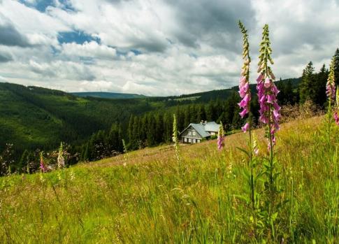 The Flora of the Krkonose