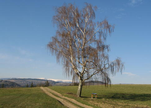 Víchovská trail to Kavan's paintings