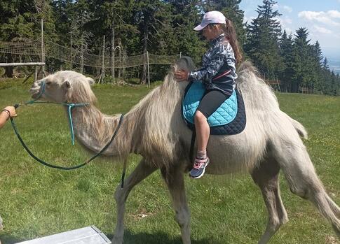 Cameltreking
