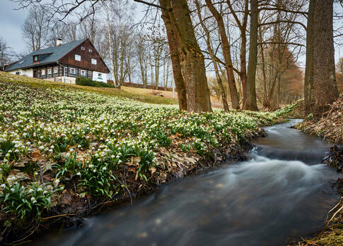 Spring carpet of flower