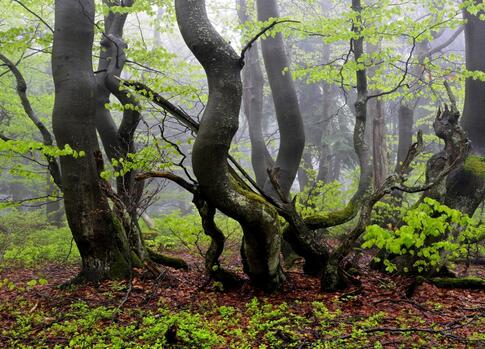 Dvorský/Rýchorský forest