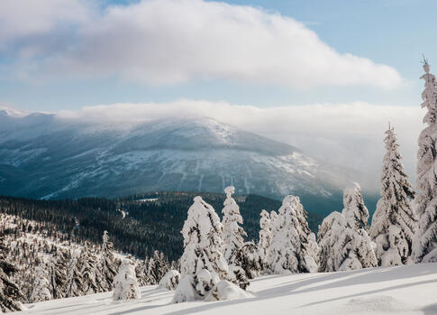 Winter landscape