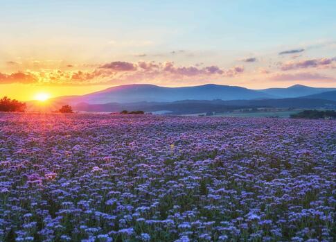 Blooming meadow