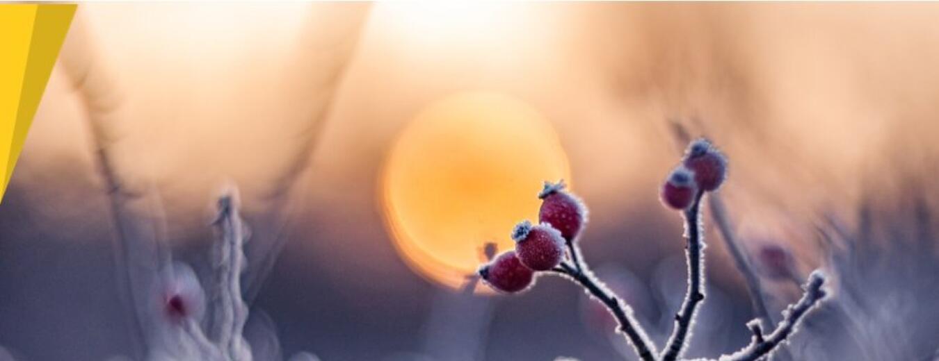 Hledání vánočního zázraku