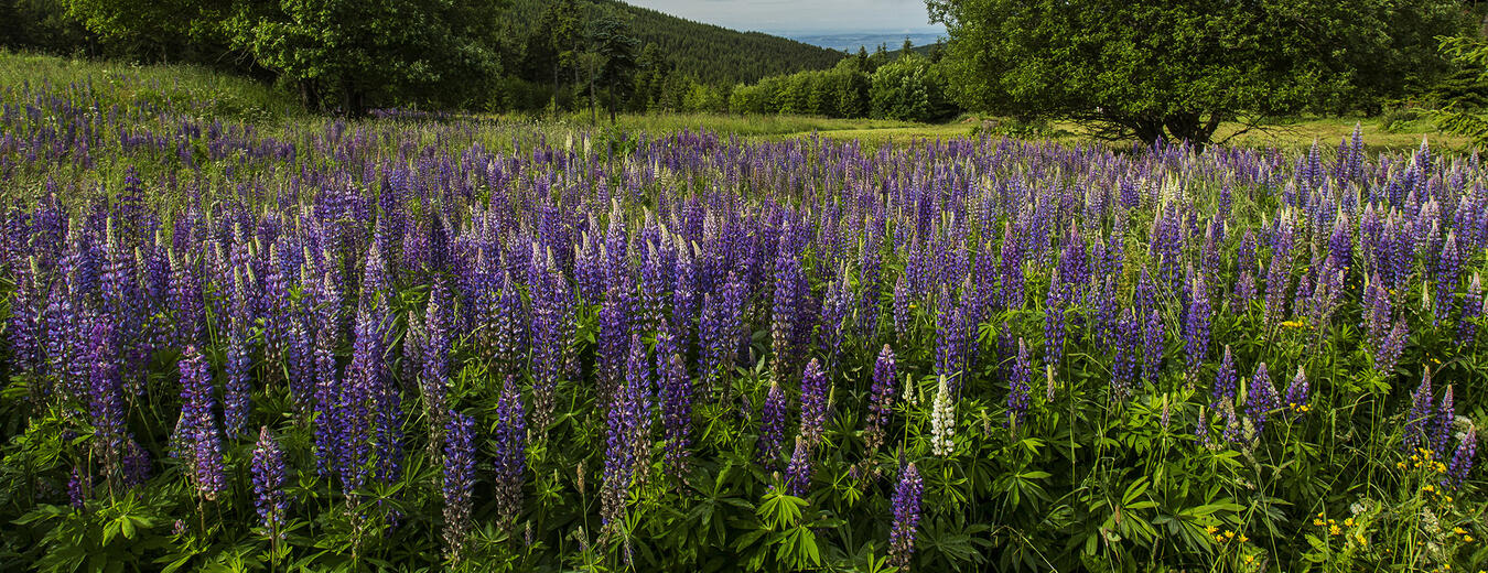 Lupina – krásná a nebezpečná