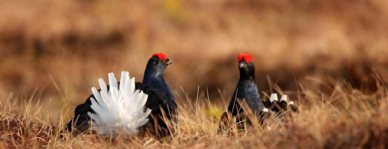 Black grouse