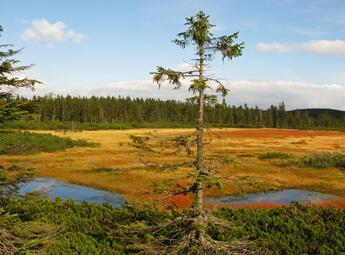 Černohorské rašeliniště