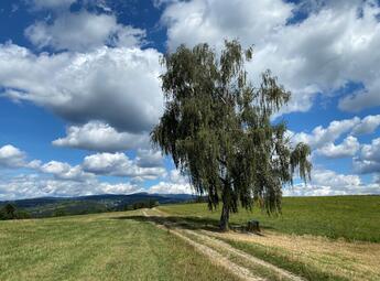 Víchovská stezka za Kavánovými obrazy