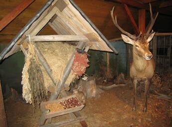 Leśna i łowiecka ekspozycja Sindelka