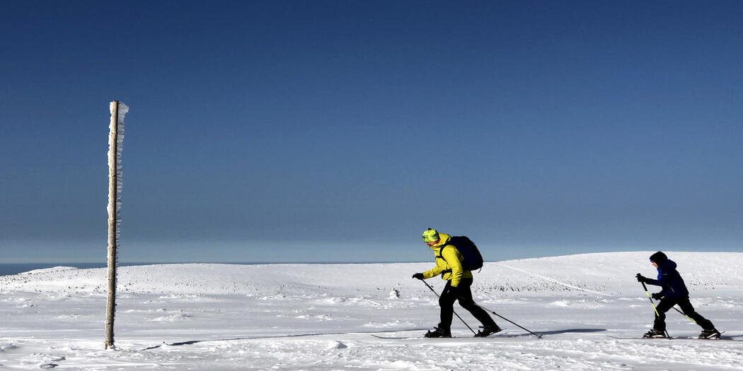 Od Patejdlovy boudy k Dvorskému potoku a zpět