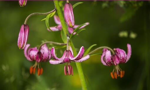 Rozkvetlé podhůří
