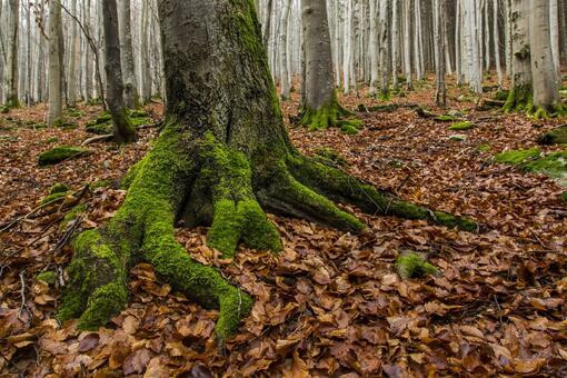 Listopadová Fotovycházka do Krkonoš