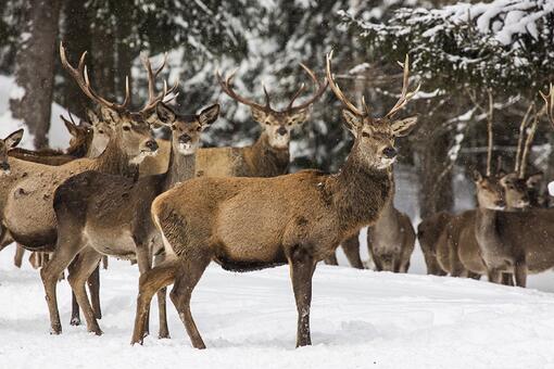 Myslivecký ples se skupinou SONET
