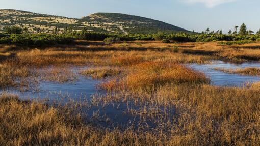 Vycházka k obnoveným mokřadům 