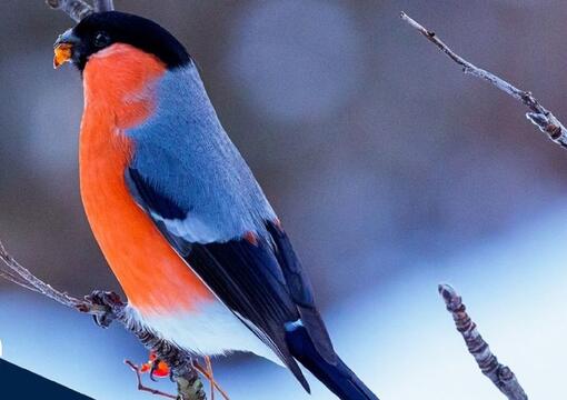 Vánoce a zvířátka