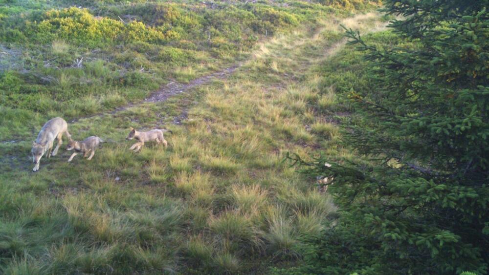 Vlci v Krkonoších