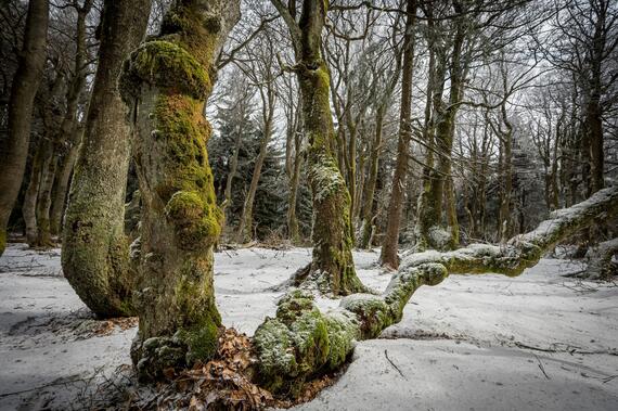 Dvorský (Rýchorský) les