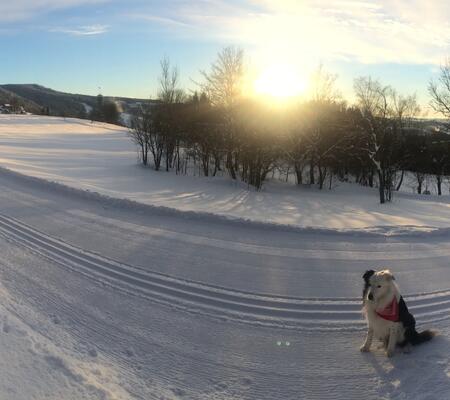 Trasy biegowe Kořenov