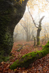 Dvorsky (Rychorsky) Forest