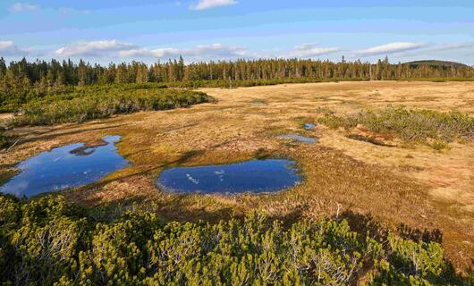 Černohorské rašeliniště