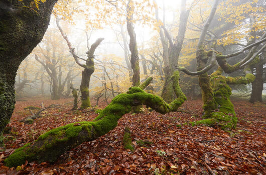 Naučná stezka Rýchory