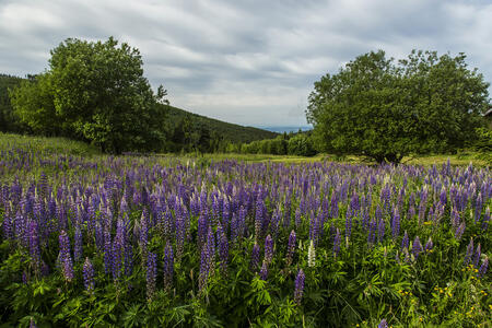 Lupina – krásná a nebezpečná