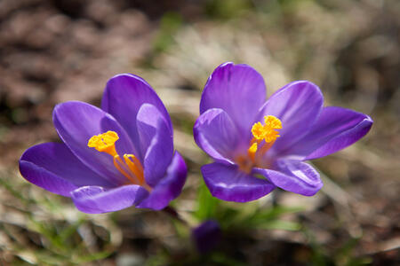 Krokus